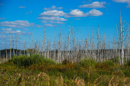 俄罗斯中部沼泽的B图片