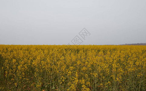 春天的油菜花田图片