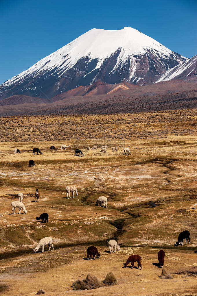 隐藏在海拔4000米处的绿色灌木丛中的白色棕色和黑色羊驼Vicugnapacos图片