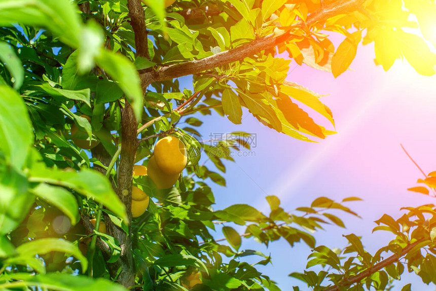 枝上有成熟的黄樱桃李子果实花园里长满果图片
