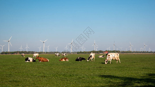 荷兰春天的荷兰奶牛图片