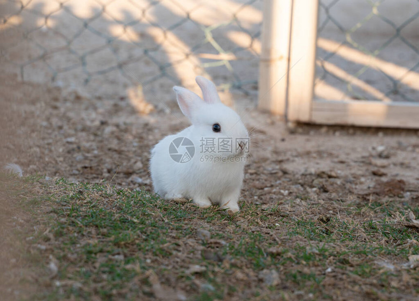 房子花园里的小白兔图片