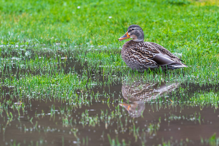 紧贴着一只雌野鸭睡在绿草上旁边的雨水池旁图片