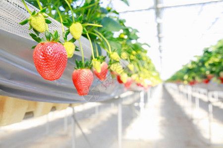 在种植园的温室中种植的草莓果实图片