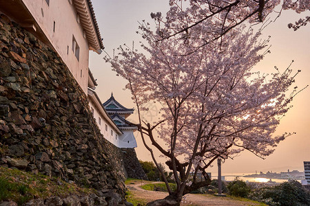 在日本渡山樱花节的樱花秋天图片