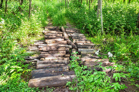 徒步穿越绿色森林的未知道路夏日在森林里俄罗图片