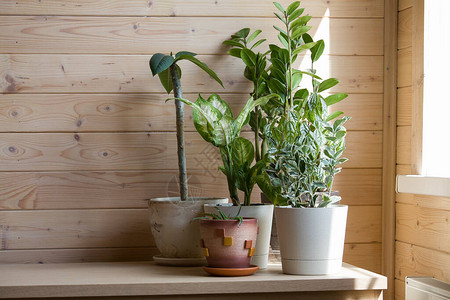 在木本上收集不同罐子中各种家用植物的收藏品背景图片