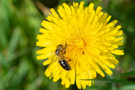 蒲公英上的蜜蜂蜜蜂在黄色蒲公图片