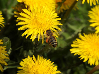 春花的蜜蜂图片