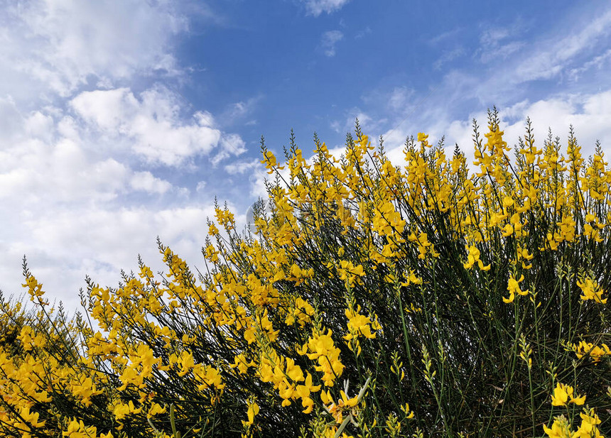 有黄色花和多云天空的笤帚灌木图片