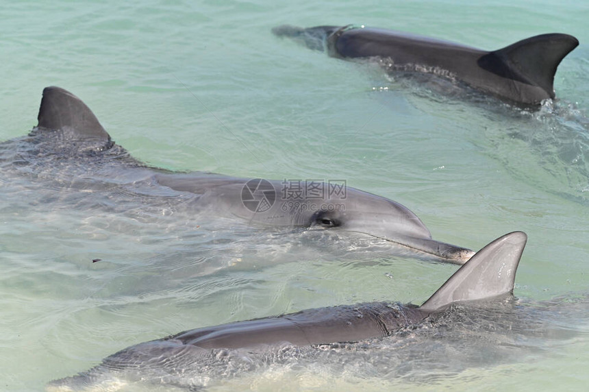 西澳大利亚州鲨鱼湾MonkeyMia海滩的印度太平洋瓶式雌海豚图片