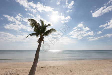 海滩上的背景椰子棕榈树图片