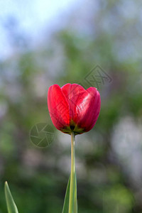 花园里有明亮的红色郁金香花图片