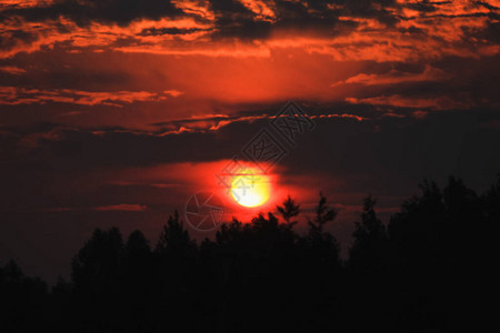 红日落在树自然太阳图片