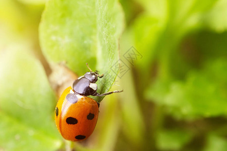 绿色植物上的Ladybug图片