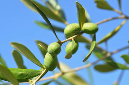 橄榄树上的绿橄榄图片