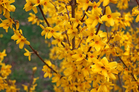 春月的Forsythia花朵收近园艺原图片