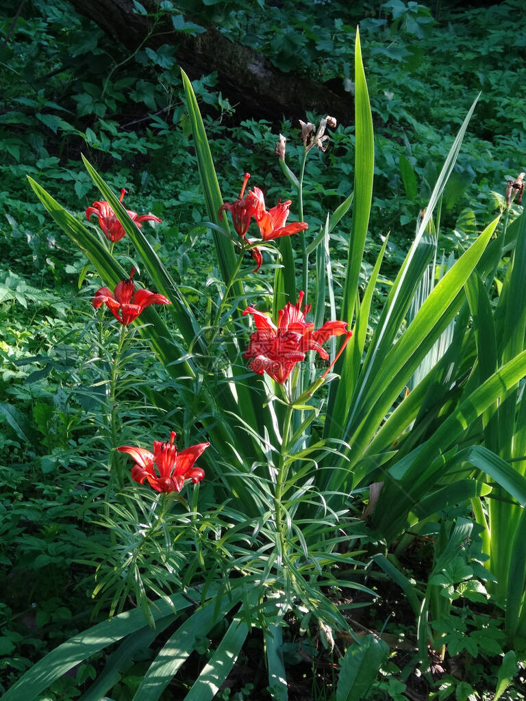 盛开的花园橙色老虎百合花在夏季花园的模图片