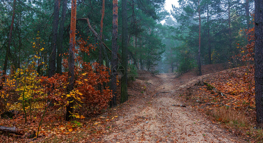 秋天的森林沿着林间小路行驶秋天的颜色装饰了树木轻雾营造图片