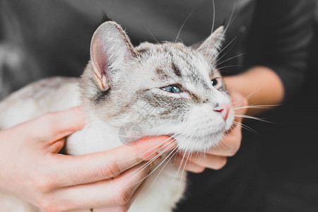 按摩猫的脖子和下巴图片