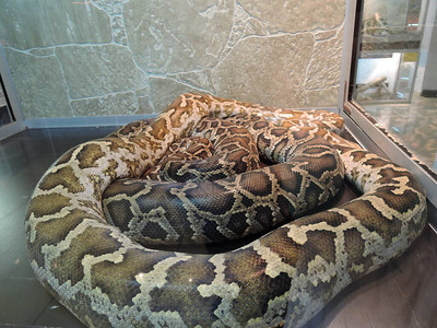 一只蟒蛇在动物园的玻璃容器中背景图片