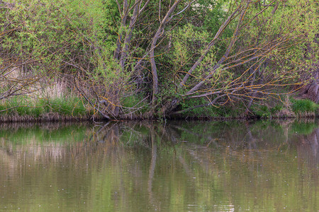 树木在池塘的水面上弯曲图片
