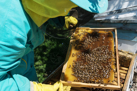 身着蓝色防护服手套和帽子的养蜂人用网照顾蜂巢养蜂和巢中的蜜蜂图片