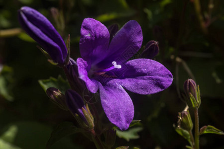 紧贴紫色露天花朵花瓣图片