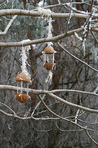 冬天鸟儿的喂食器苹果挂在树枝上图片