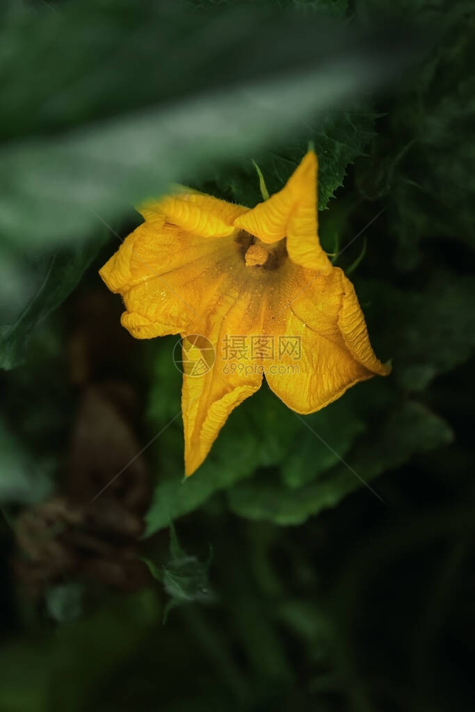 朱琴尼植物花朵和叶图片