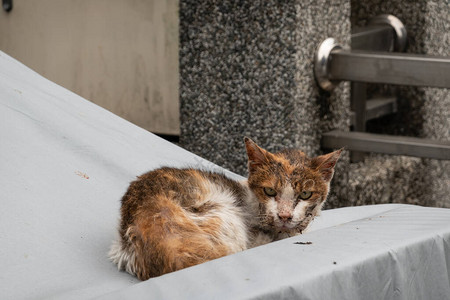 流浪猫生病流口水在街上图片