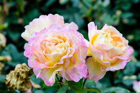 三朵大而精致的鲜橙玫瑰在夏日花园中盛开背景图片