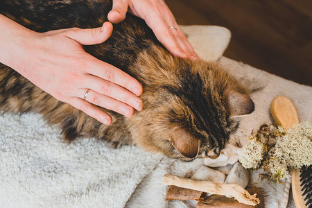 抚摸西伯利亚猫背部的手掌抚慰人心图片