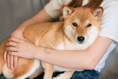 一个女人抱着一只可爱的红狗柴犬图片素材
