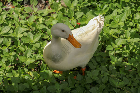 白色赛跑鸭在绿色稻田或草地上绿色草坪上的白鸭子紧高清图片