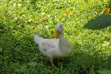 白色赛跑鸭在绿色稻田或草地上绿色草坪上的白鸭子紧高清图片