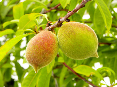 树枝上的绿桃未成熟的桃子图片