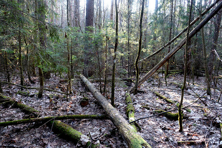 木头倒下的树木自然和野生背景图片