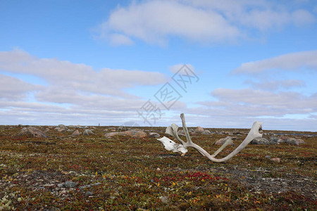 落在努纳武特Arviat附近带红色植物的北极苔原上与红植物一起发现的带有部分壳状物的Car图片