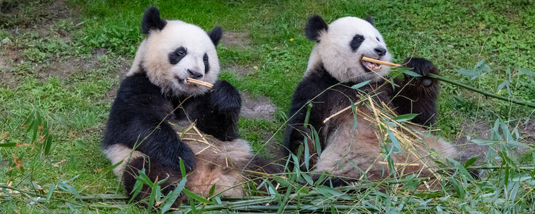 大熊猫熊小熊和图片