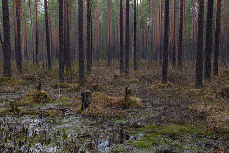 森林沼泽有大量的树桩和图片