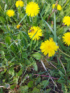 蜜蜂在绿草上为美丽的黄色蒲公英授粉图片