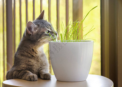 灰色的虎斑猫吃着嗅着和咀嚼着新鲜的绿草和绿燕麦图片
