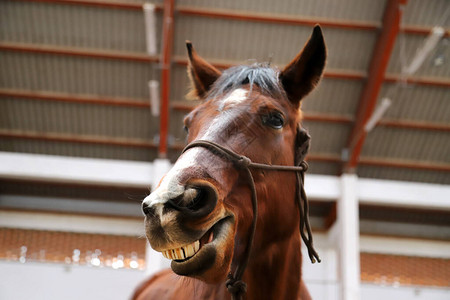 Preebredmarre笑在骑马图片