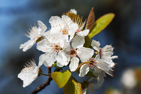 春光树上鲜花的软形象白图片