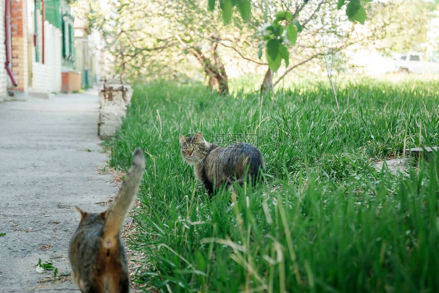 春天大自然猫图片