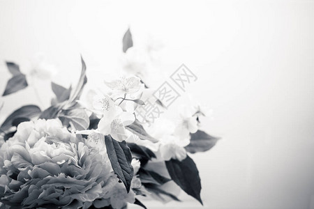 春花背景为黑色和白色图片