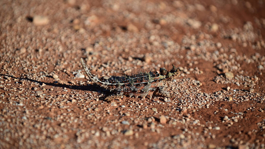 西澳大利亚州湾的爬虫类动物Molochhor图片