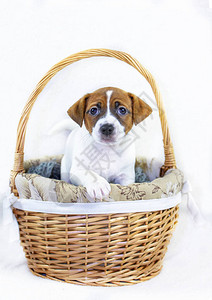 可爱的公狗杰克罗素泰里尔坐在复活节篮子上图片