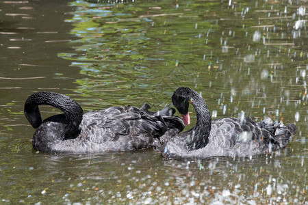 两只黑天鹅和红嘴在池塘里游泳背景图片